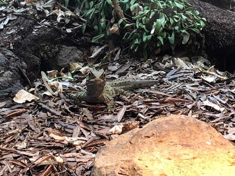 Neuseeland - Bay View - Gecko