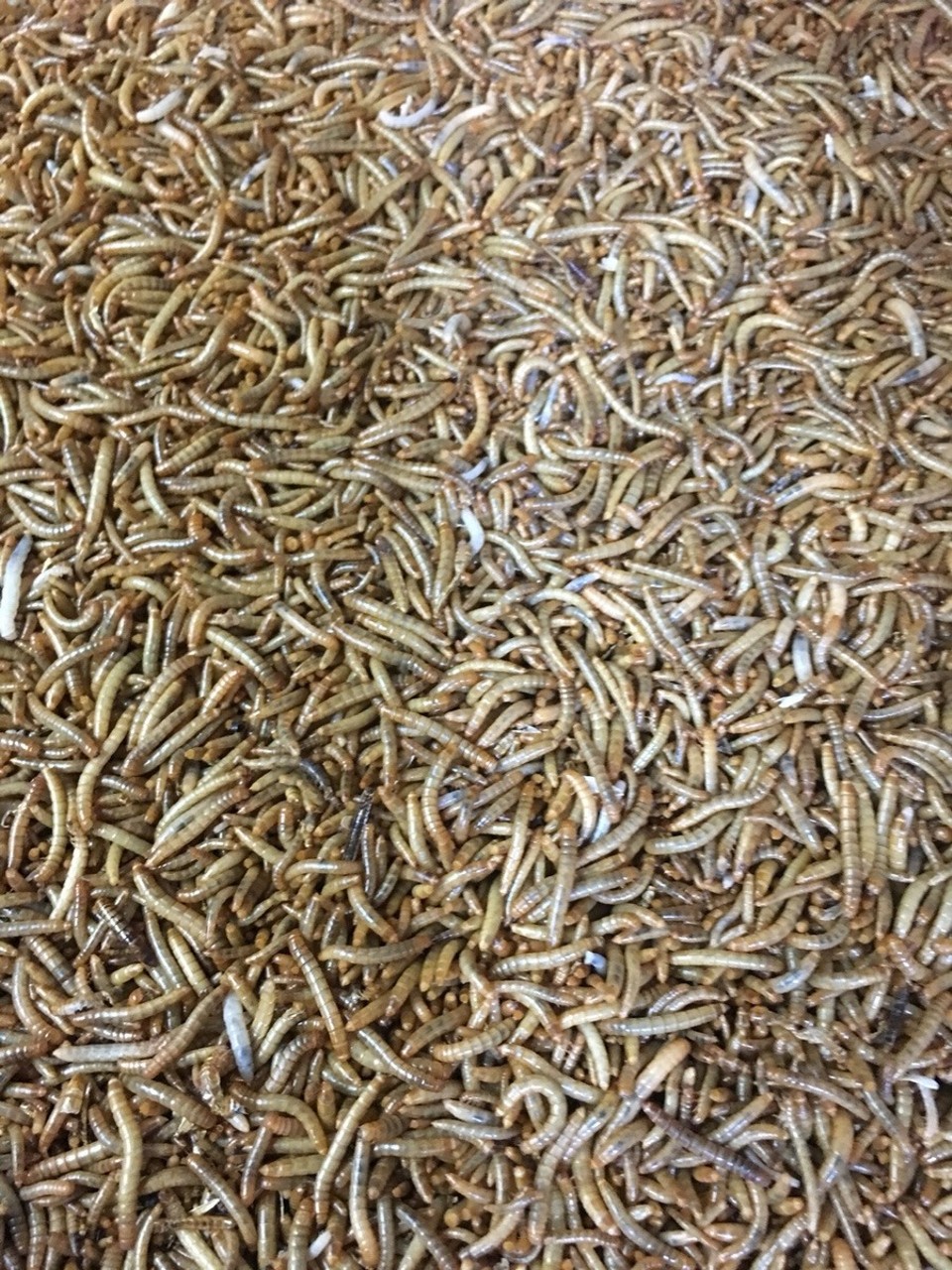 Hongkong - Hongkong - Und hier unsere krabbelnde Zwischenverpflegung ... ähh Vogel Nahrung 