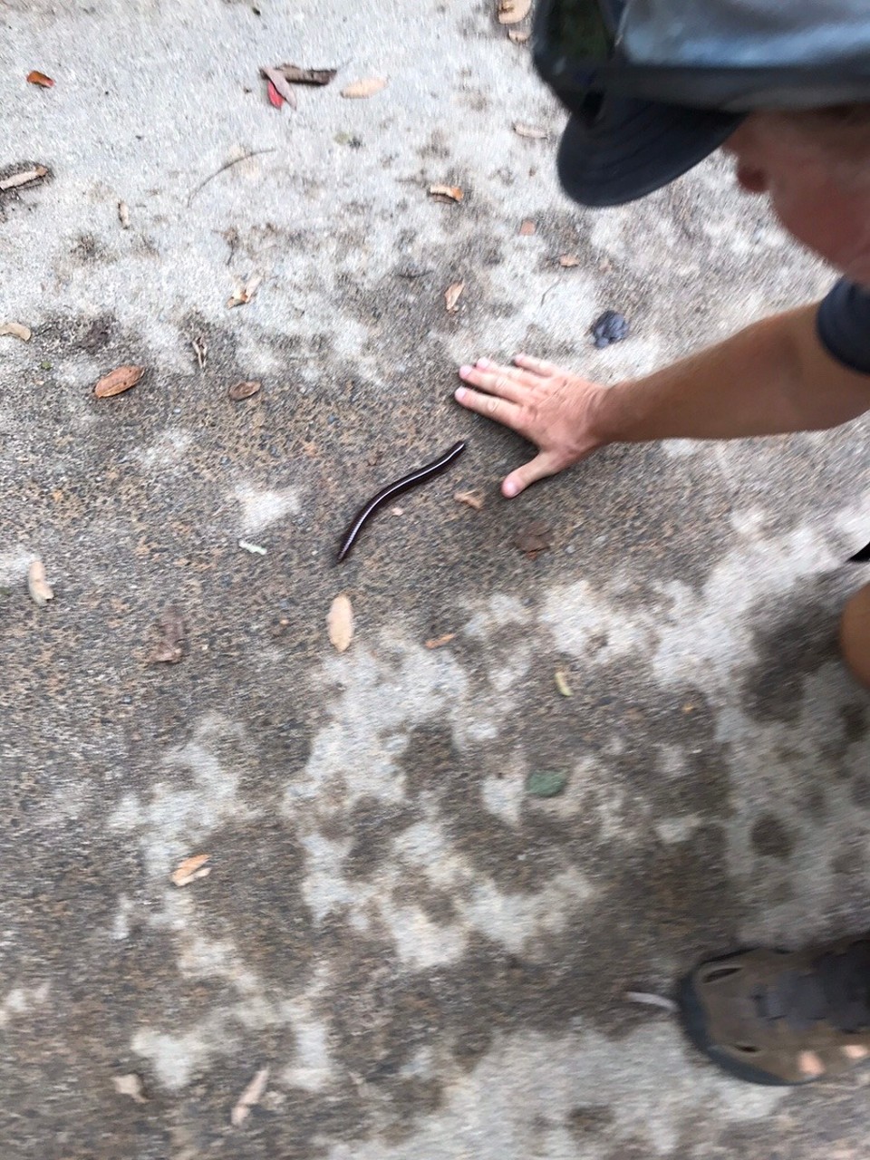 Malaysia - Georgetown - J finds a huge millipede 