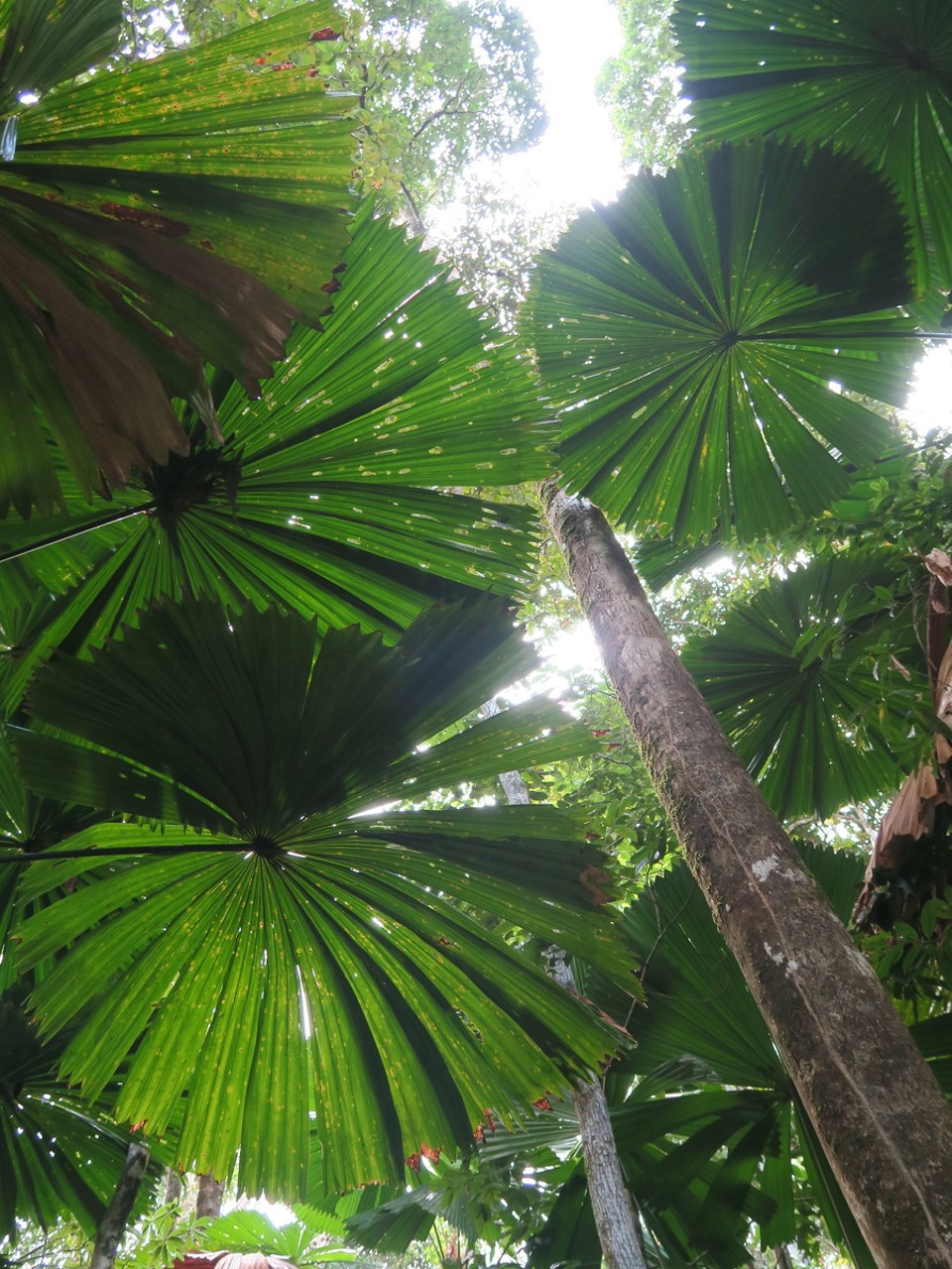 Australia - Daintree - 