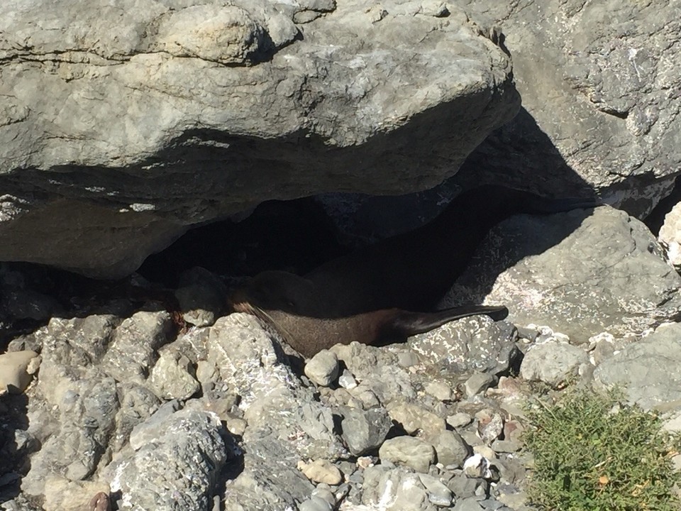 Neuseeland - Goose Bay - Robbe versteckt sich im Schatten 