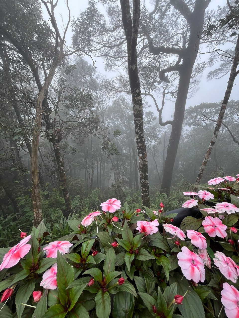 Vietnam - Da Nang - Magical garden