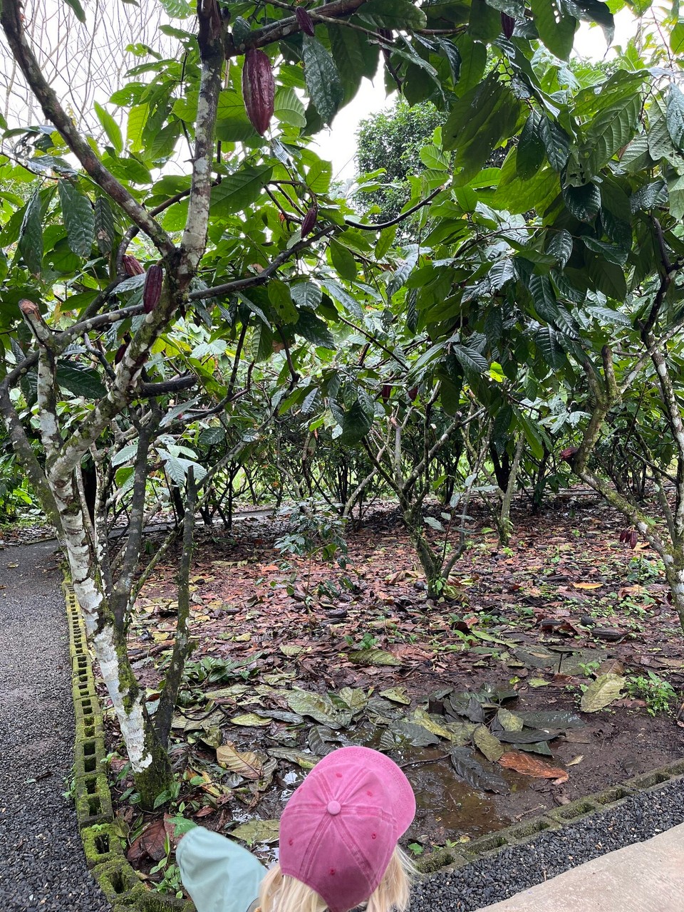 Costa Rica - La Fortuna - Kakaobaum
