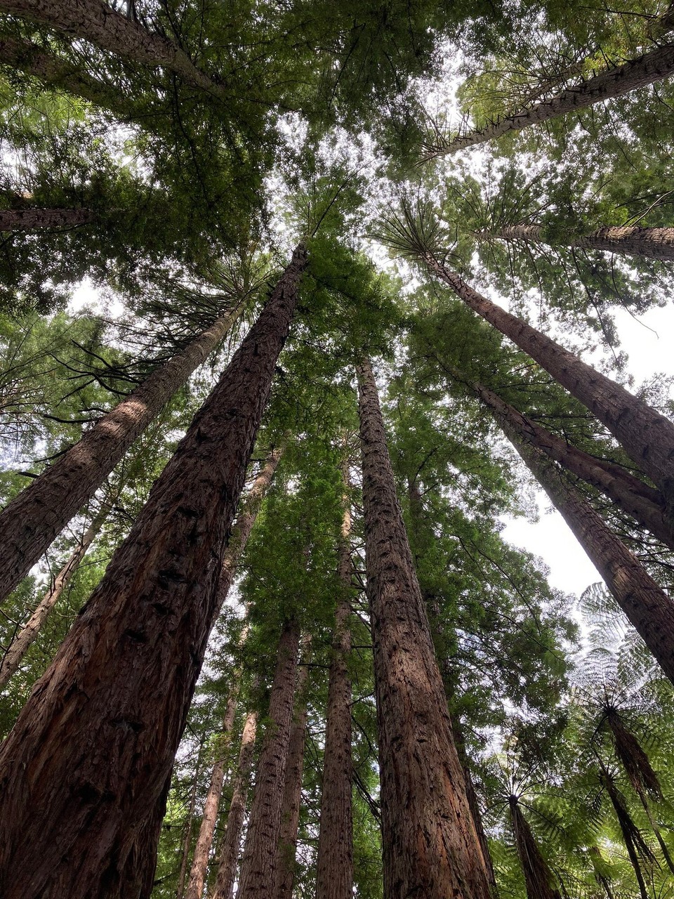 Neuseeland - Rotorua - 