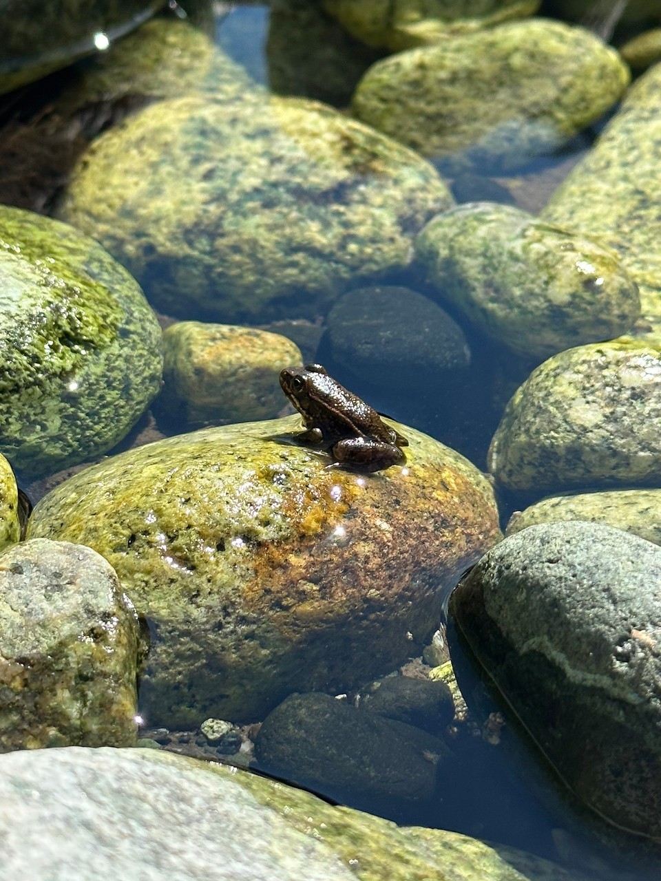 Frankreich - Altiani - 