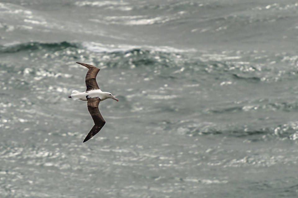 Neuseeland - Dunedin - 