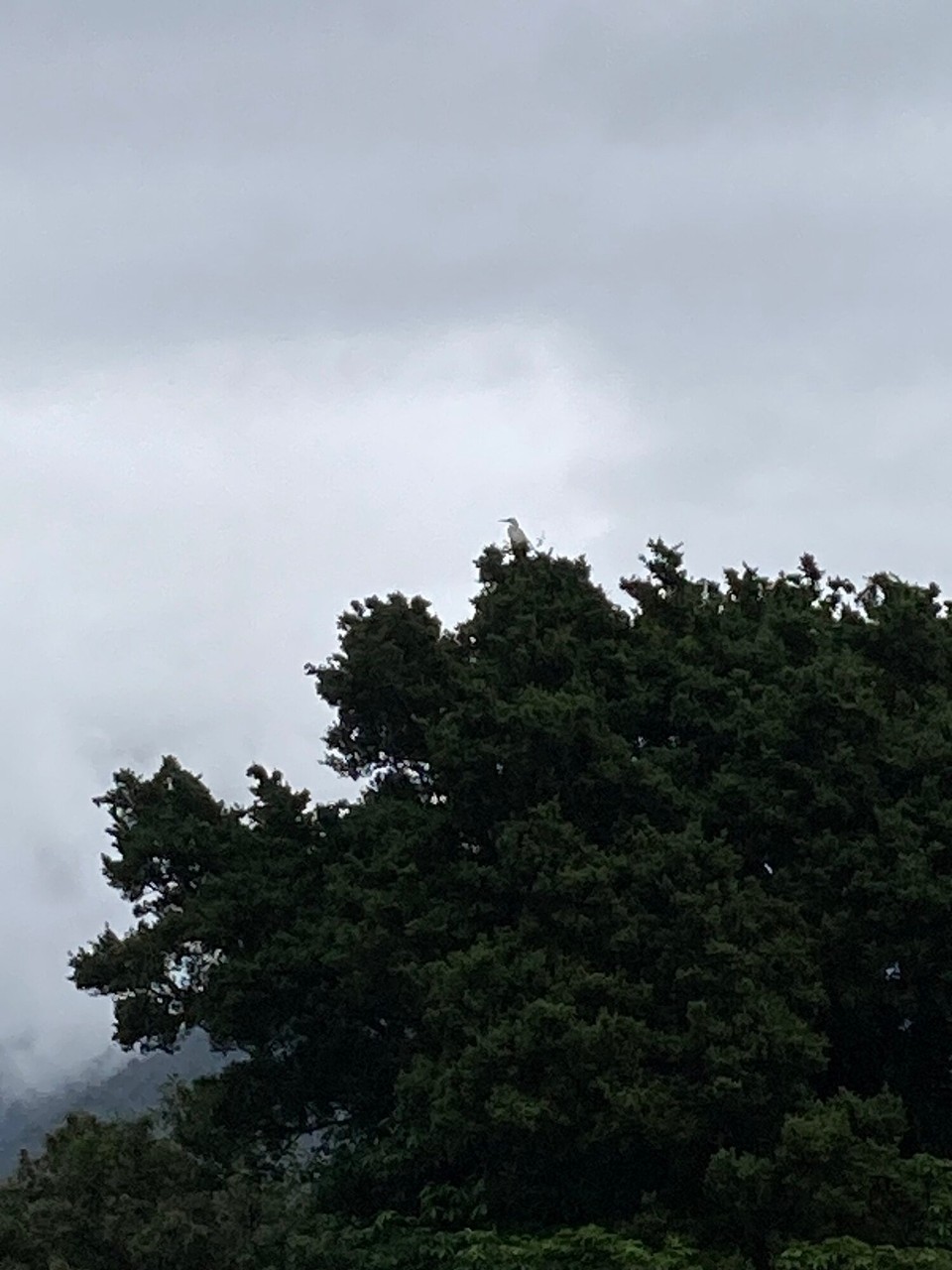Neuseeland - Franz Josef/Waiau - Ein weißer Reiher ist am See gelandet, was ganz besonderes! 😌😃