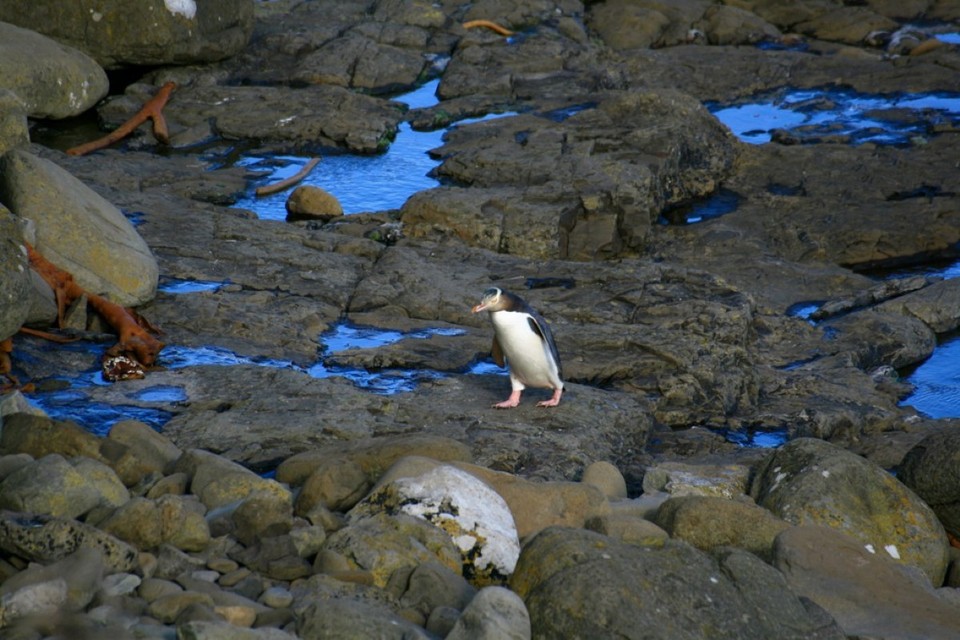 Neuseeland - Catlins - 