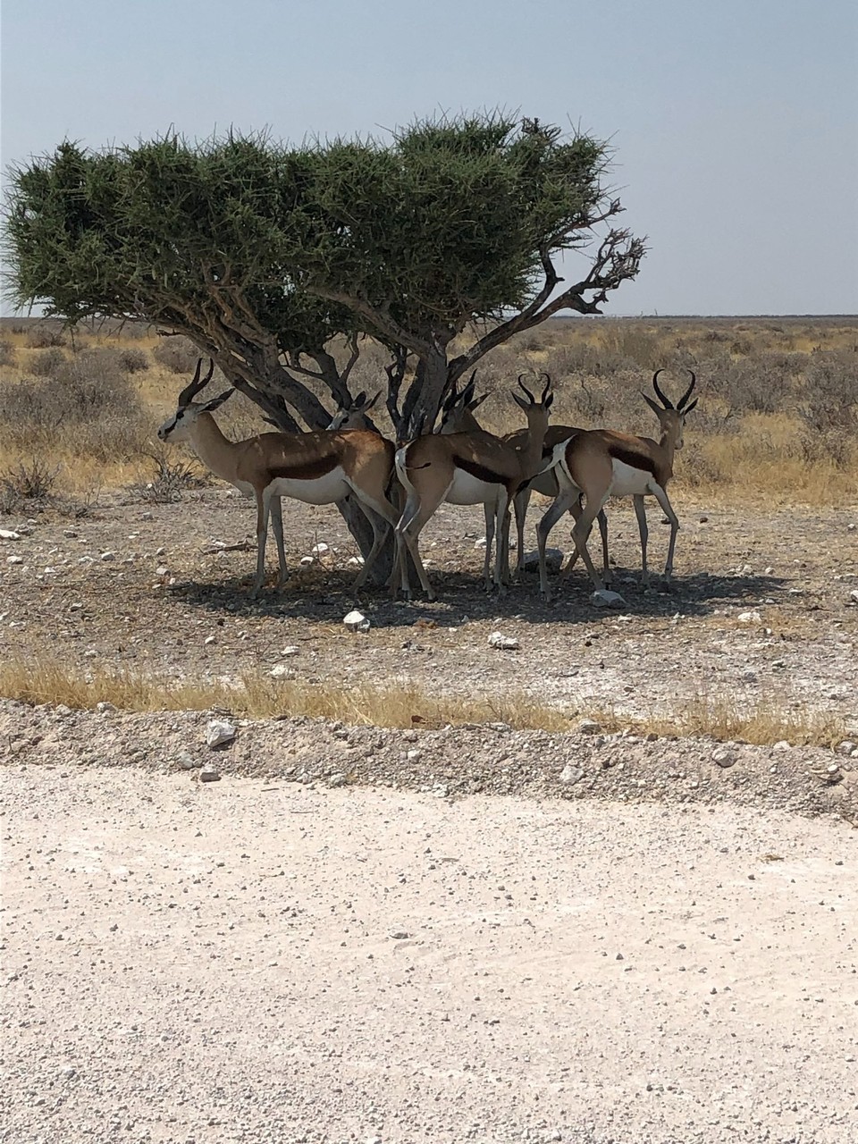 Namibia - Etosha National Park - 