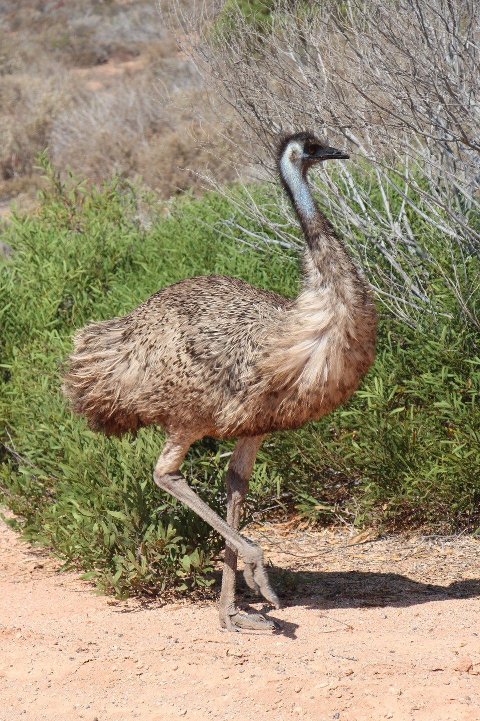 Australien - Macleod - 