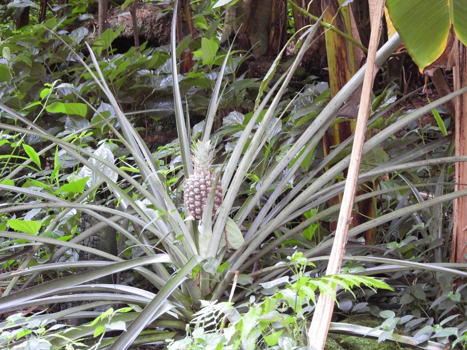 Madagaskar - unbekannt - Einmal mehr der Beweis, dass Ananas nicht an Bäumen wachsen