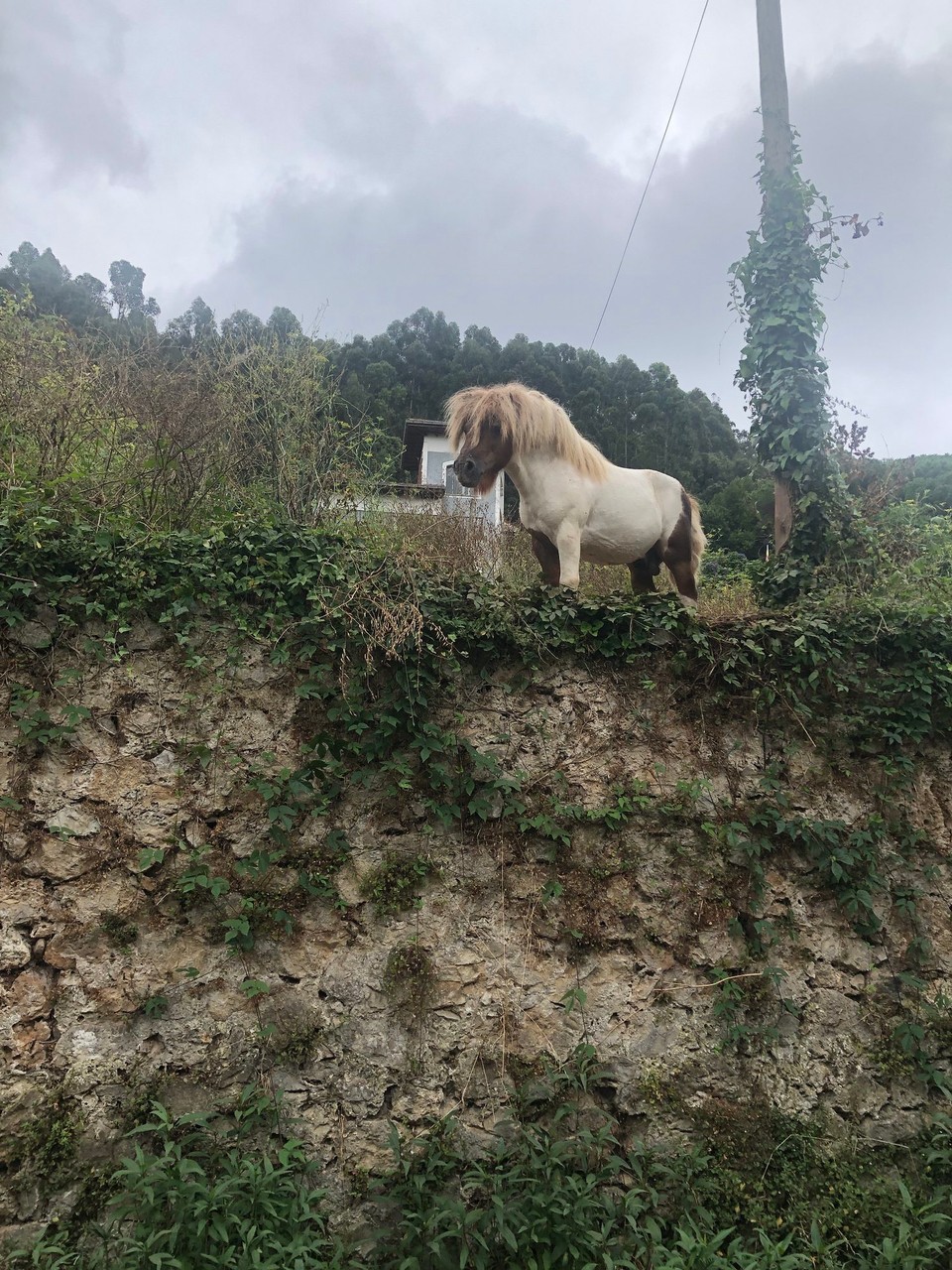Spanien - Bareyo - Zaungast