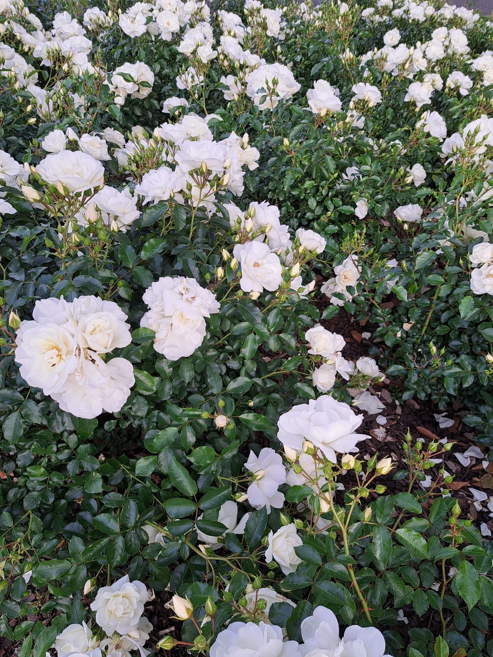 Neuseeland - Hamilton - Meine liblings Blumen 