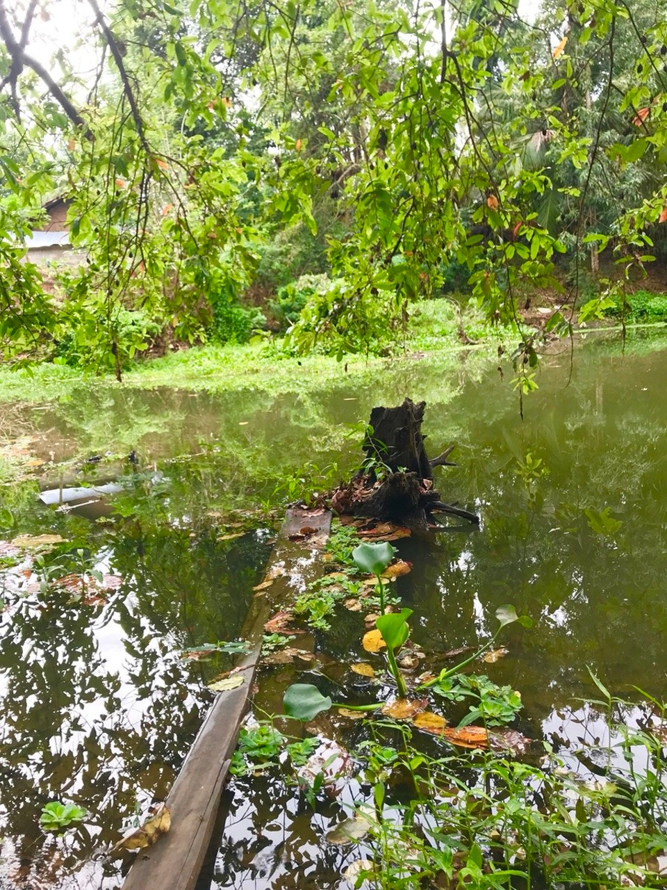 Sri Lanka -  - Die Gegend rund um das 🌲 🏠 