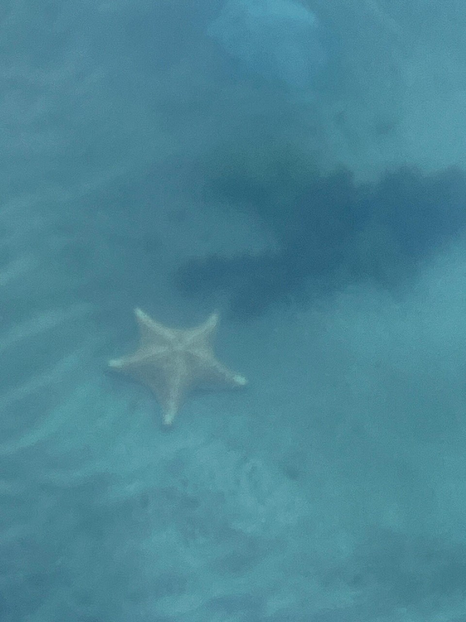 Panama -  - Großer Seestern.