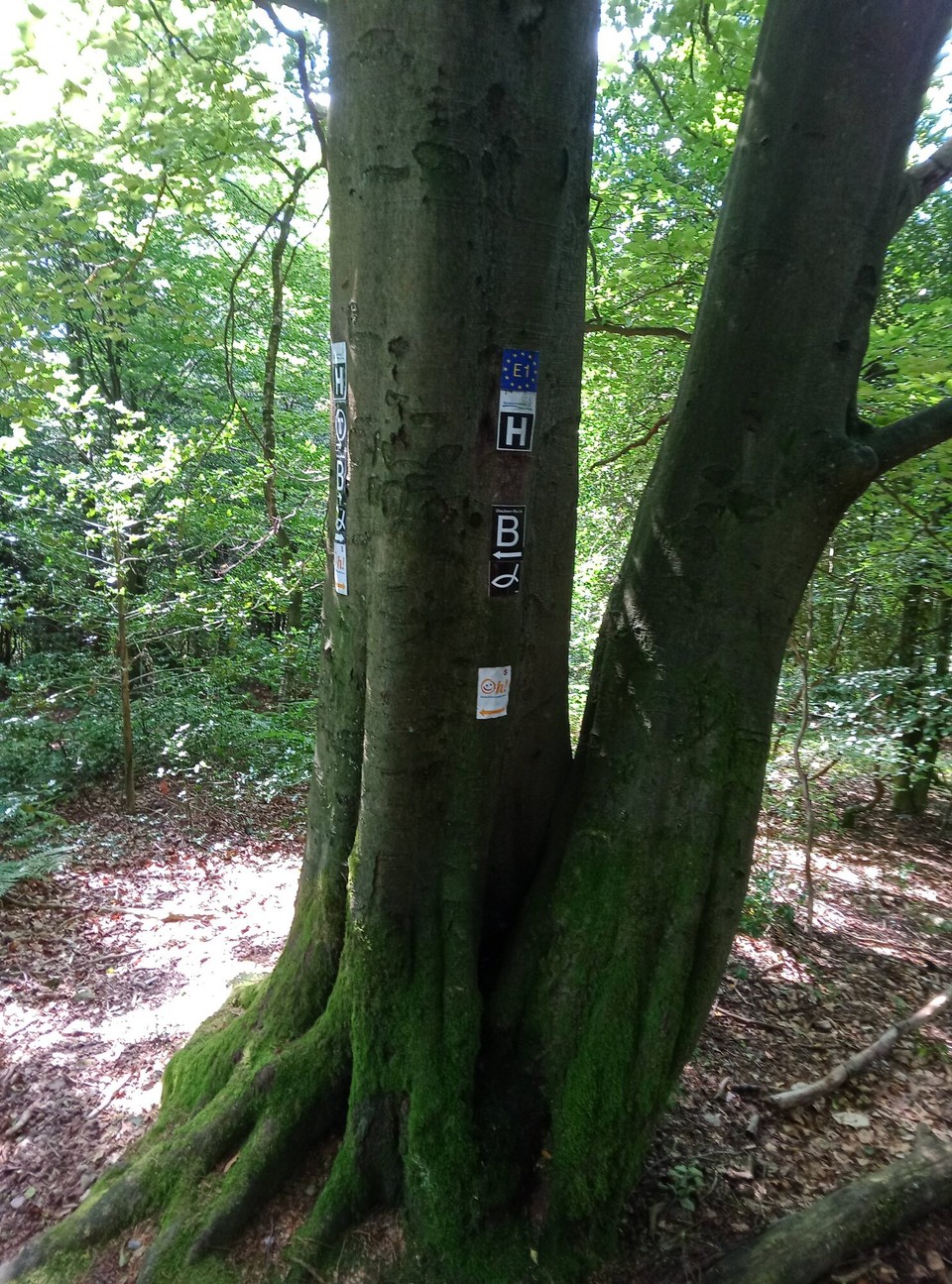 Deutschland - Horn-Bad Meinberg - Hermannsweg, E1 und Blaubeerroute