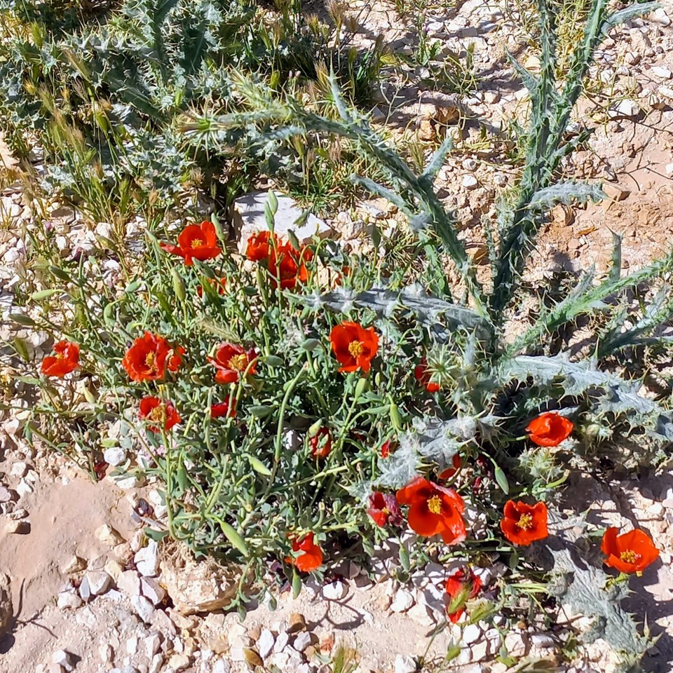 Jordanien - Akaba - 
