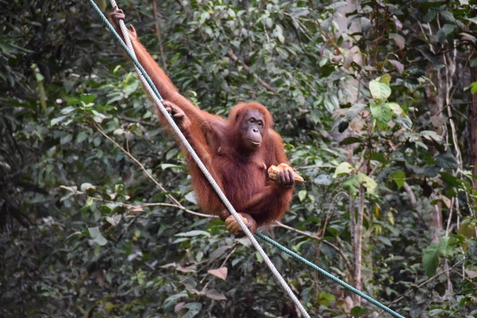 Malaysia - Kuching - Futterfassen