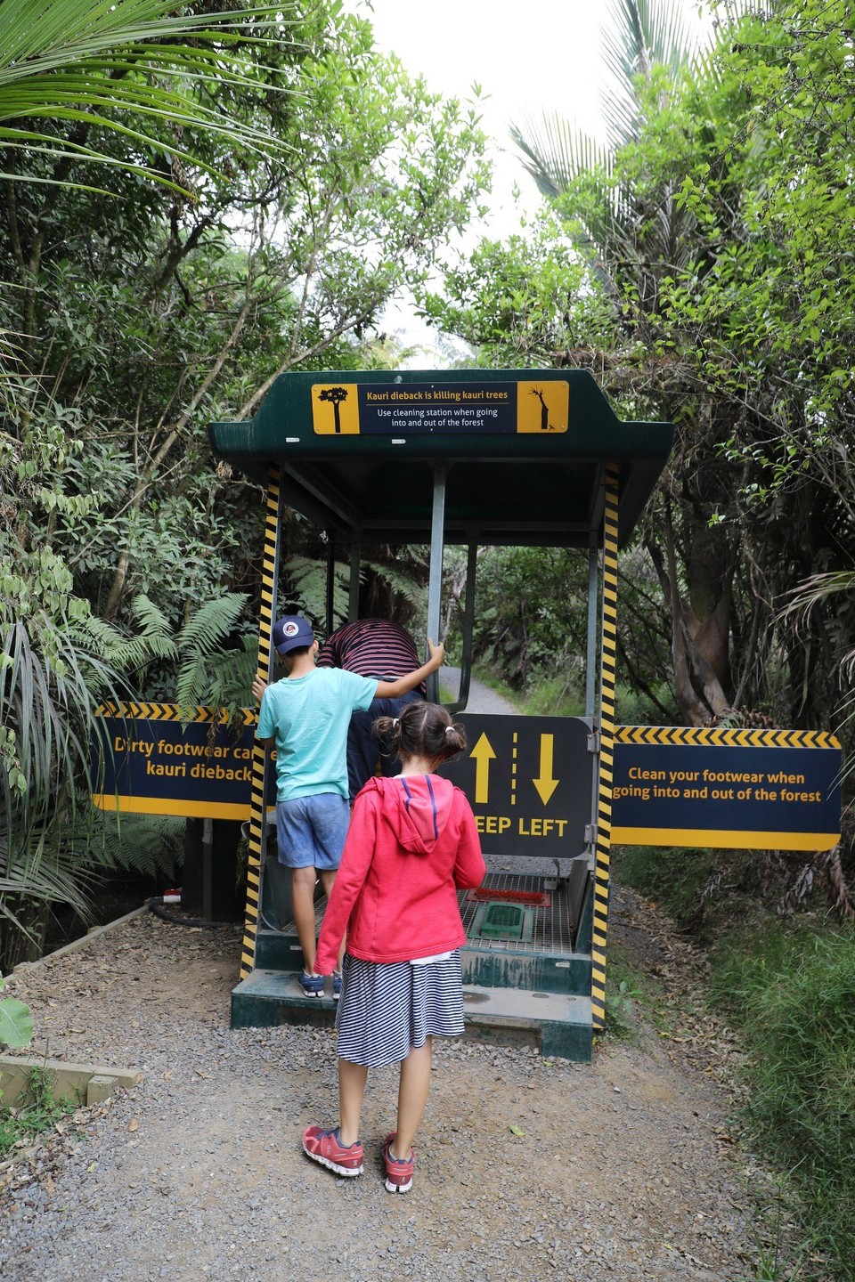 Neuseeland - Coromandel - Kurzer Walk zur Kauri Grove. Schuhe müssen vor dem Zutritt geputzt und desinfiziert werden.