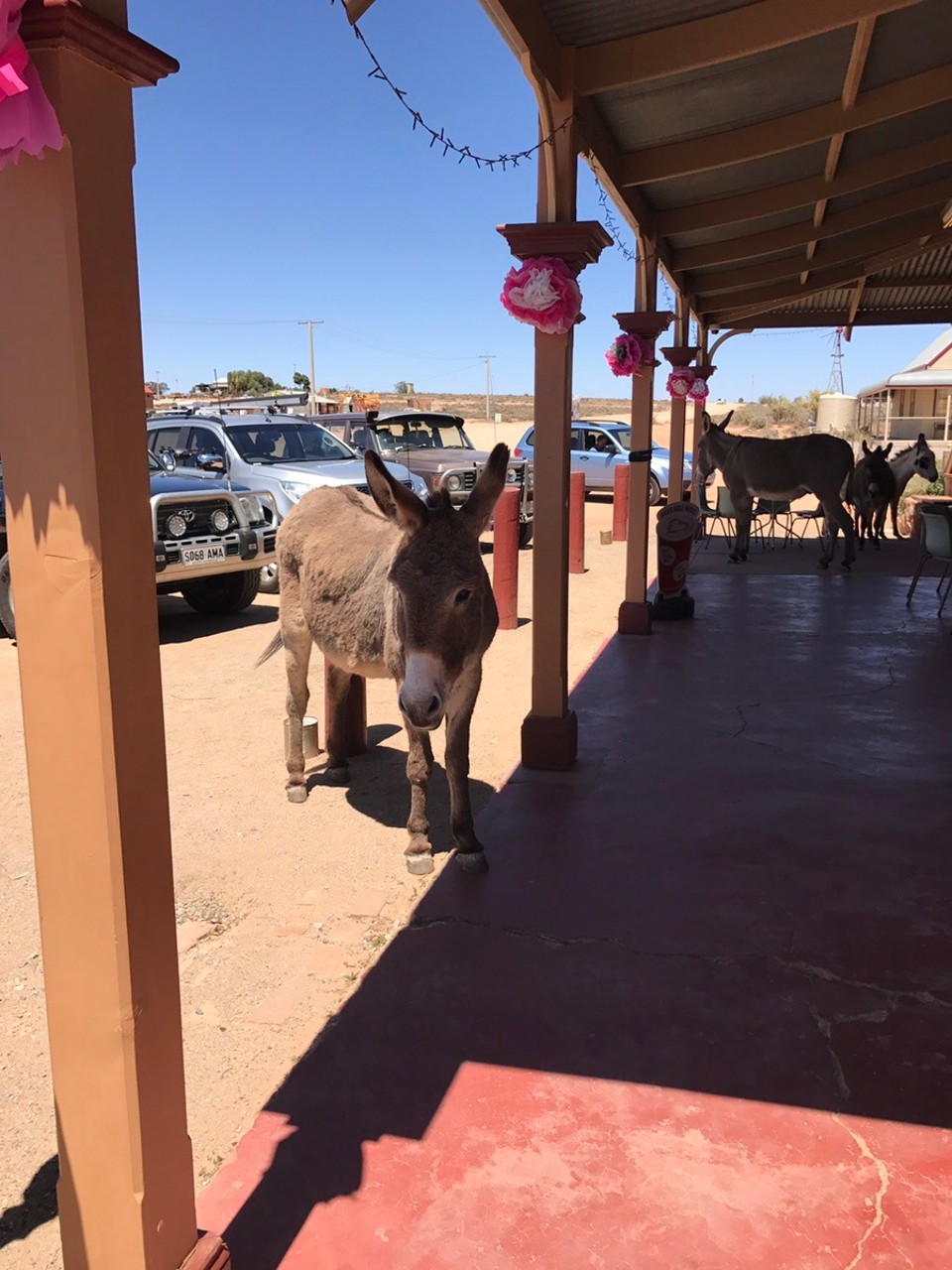 - Australia, Broken Hill - The locals !