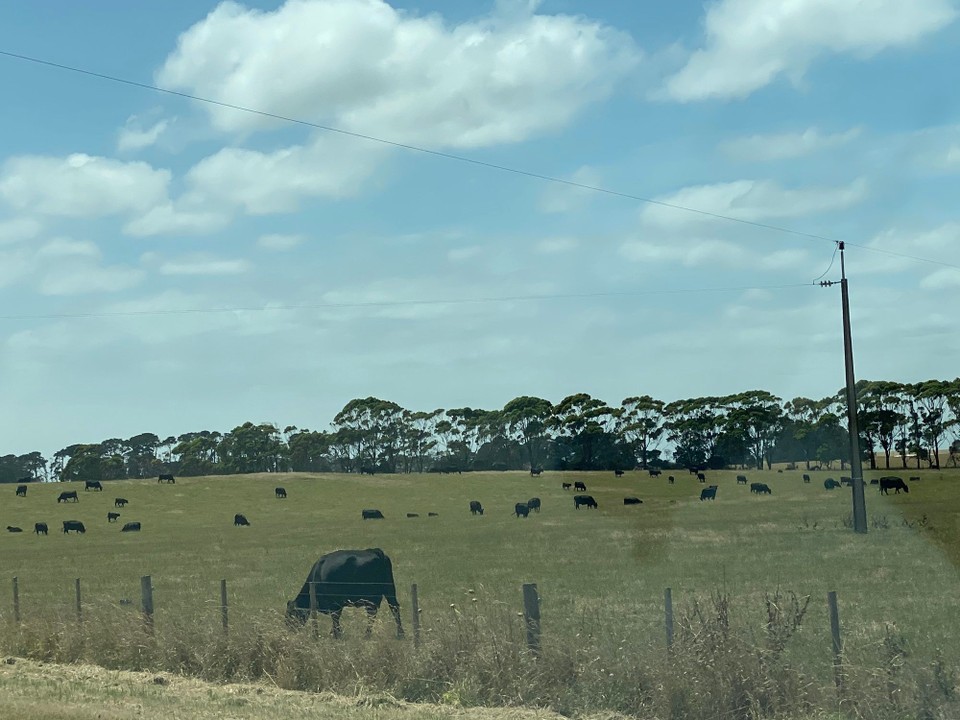 Australien - Mount Gambier - weidenden Rinderherden
