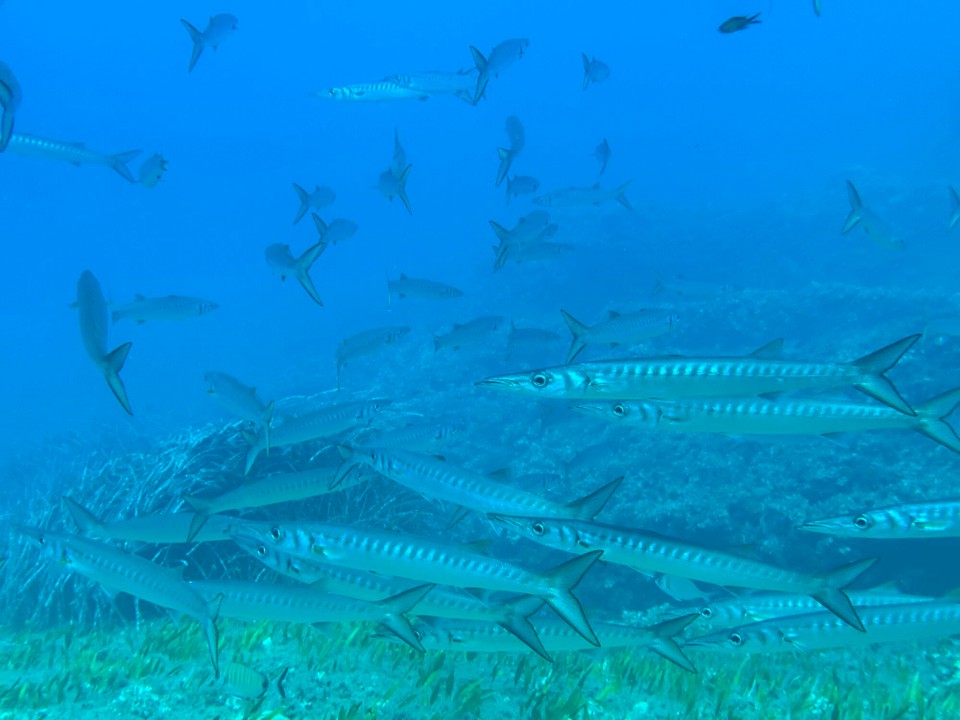 Italien - Capoliveri - Schööööööööön