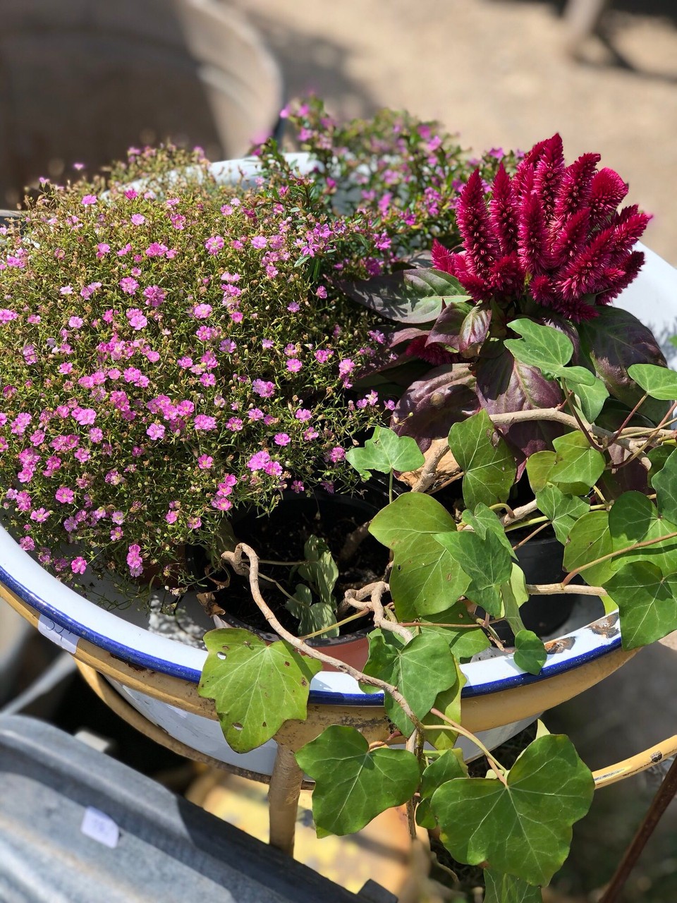 Deutschland - Putbus - Zauberhafte Farben ☀️