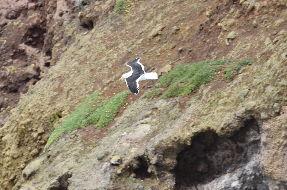 Neuseeland - Dunedin - Unser Glück hatte uns aber nicht verlassen, und schon bald sahen wir ein paar Albatrosse im Wind gleiten.