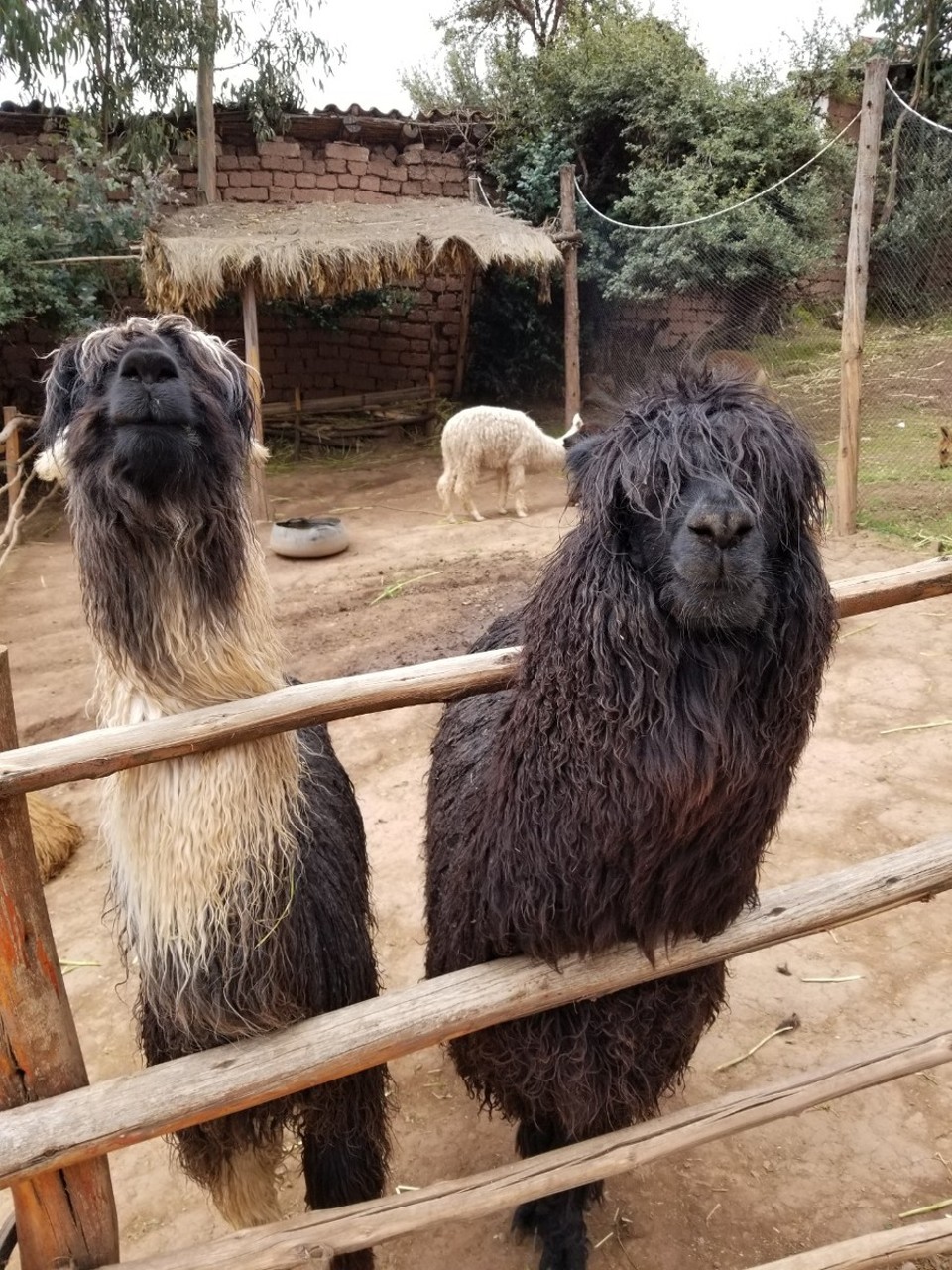 Peru - Taray - 