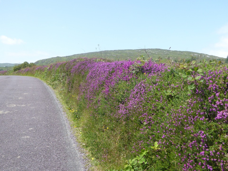 Ireland - Bere Island - We decided to walk the one road through the island to the hotel in the middle. This route is part of the Beara Way.