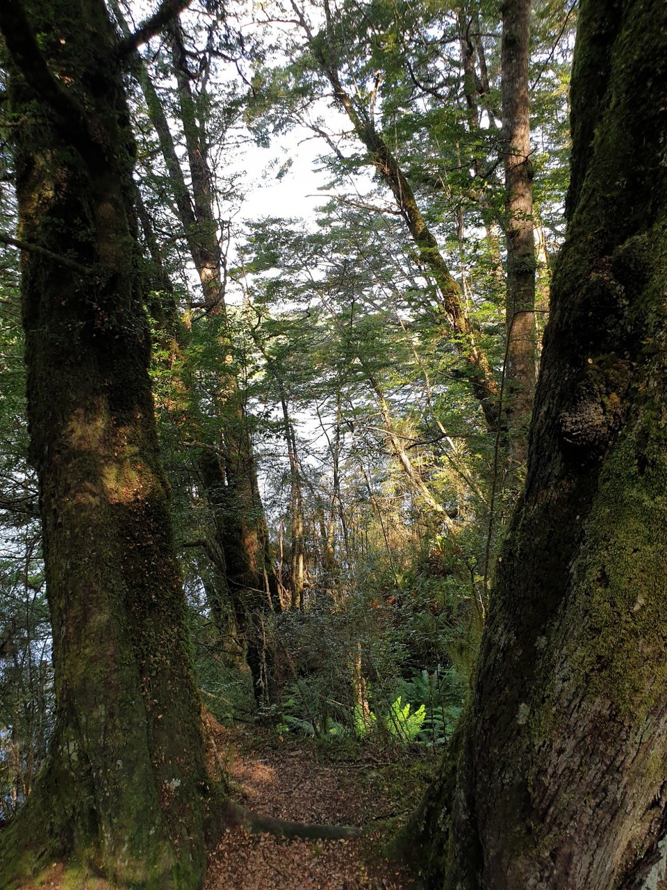 Neuseeland - unbekannt - 