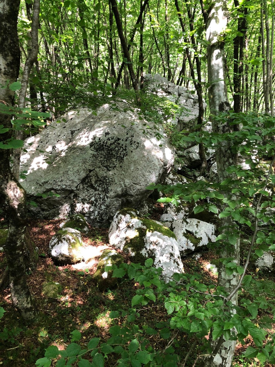 Slowenien - Bovec - Riesengelsen jede Menge mitten im Wald
