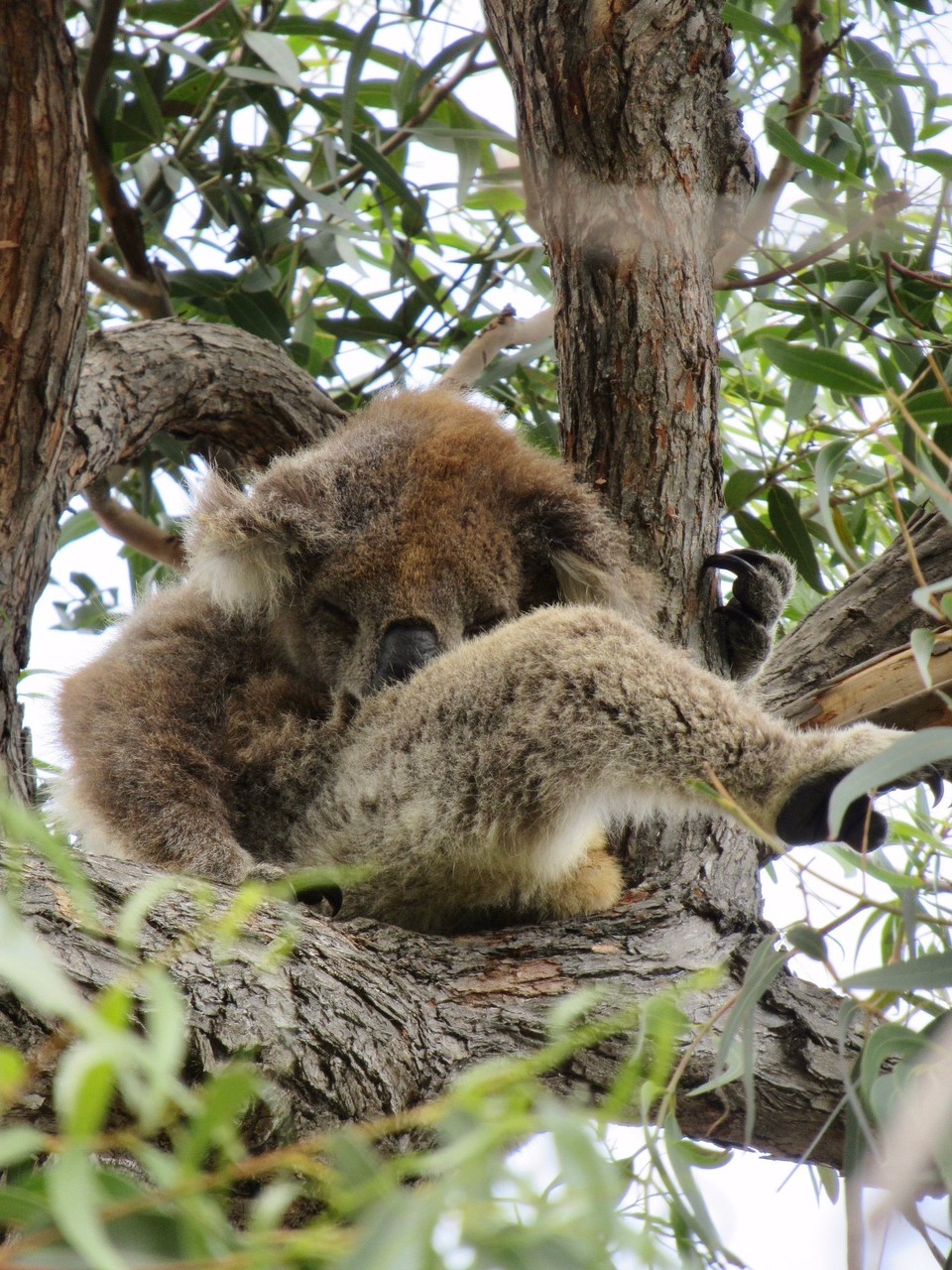 Australien - Raymond Island - Der hier ist aber aktiv im Koala-Yoga.... Position 1