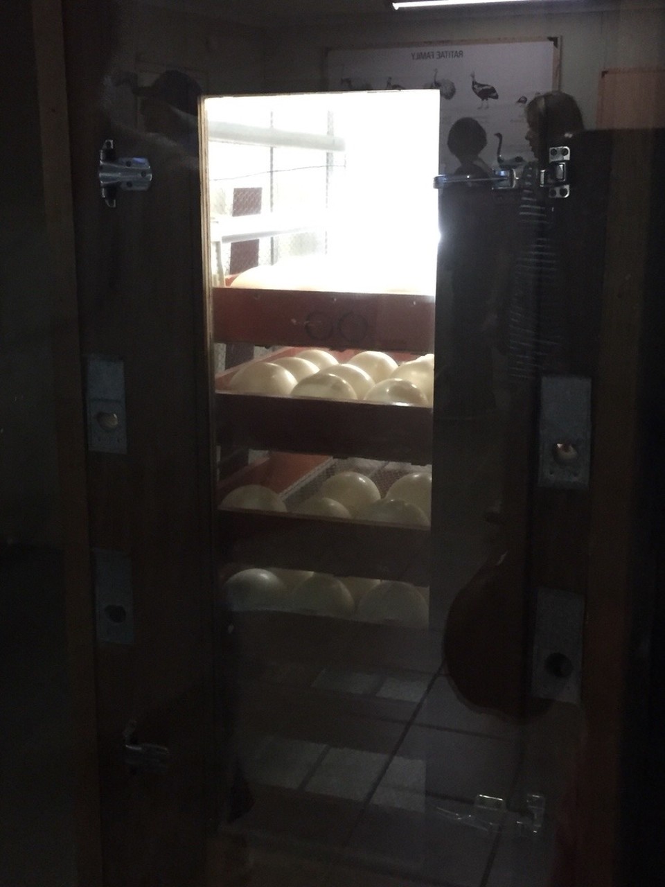Südafrika - Oudtshoorn - Brutschrank Straußen Eier