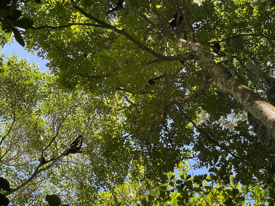 Costa Rica - Talamanca - … was man hier so auf dem Weg zum Strand trifft: Affen - Affen - Affen 🐒🐒🐒