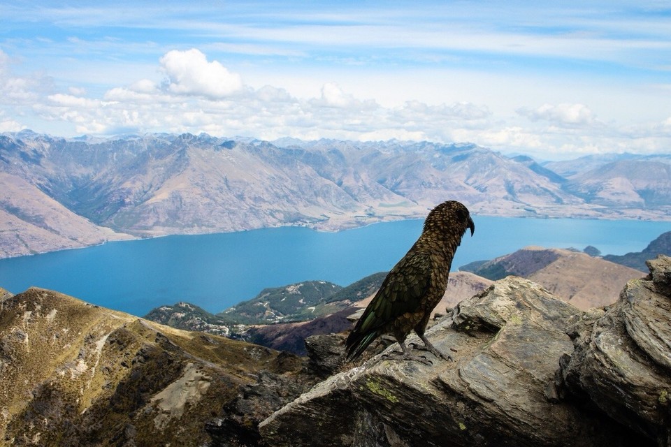 Neuseeland - Queenstown - Kea, dieser kleine Frechdachs 