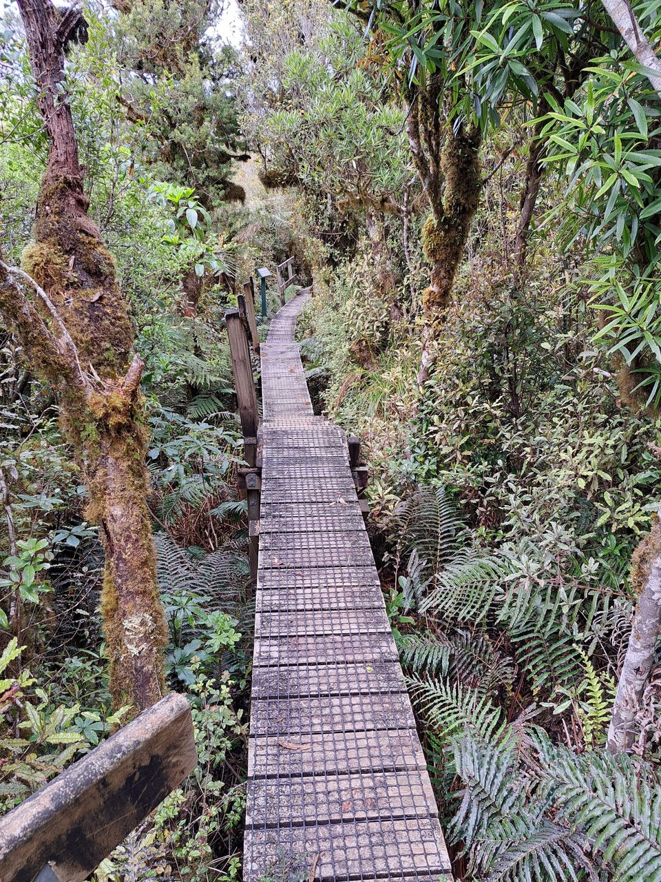 Neuseeland - Puketotara - Der Abstieg sah vielversprechend aus 
