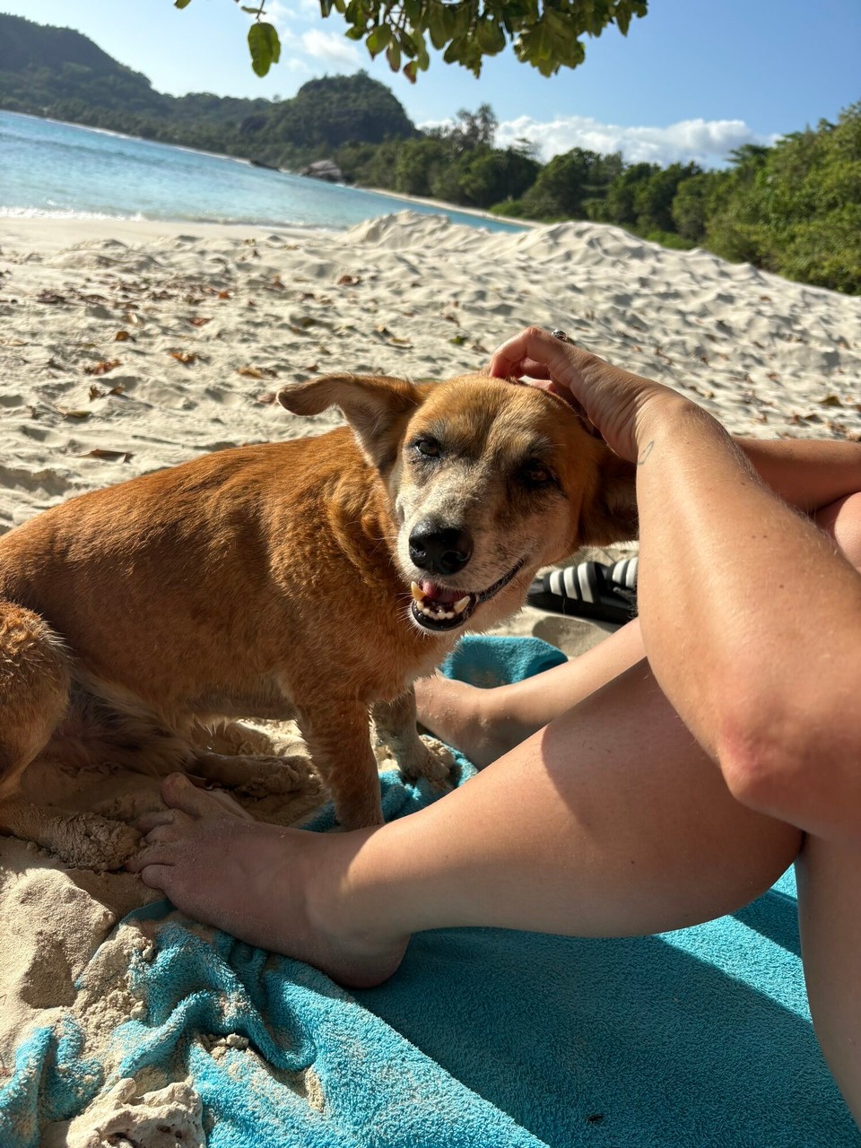 Seychellen -  - Jenny‘s neuer Freund 