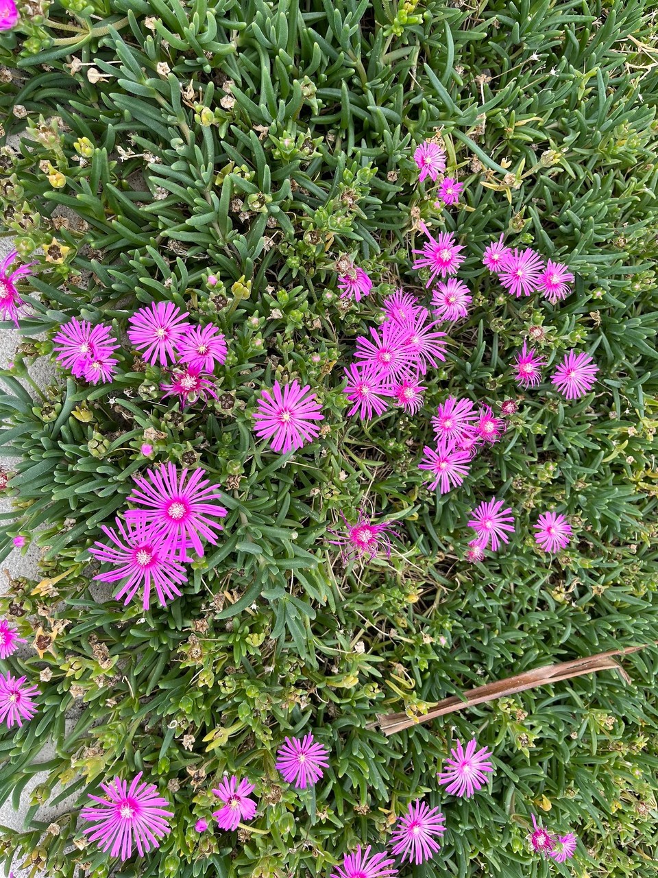 Kroatien - Poreč - 
