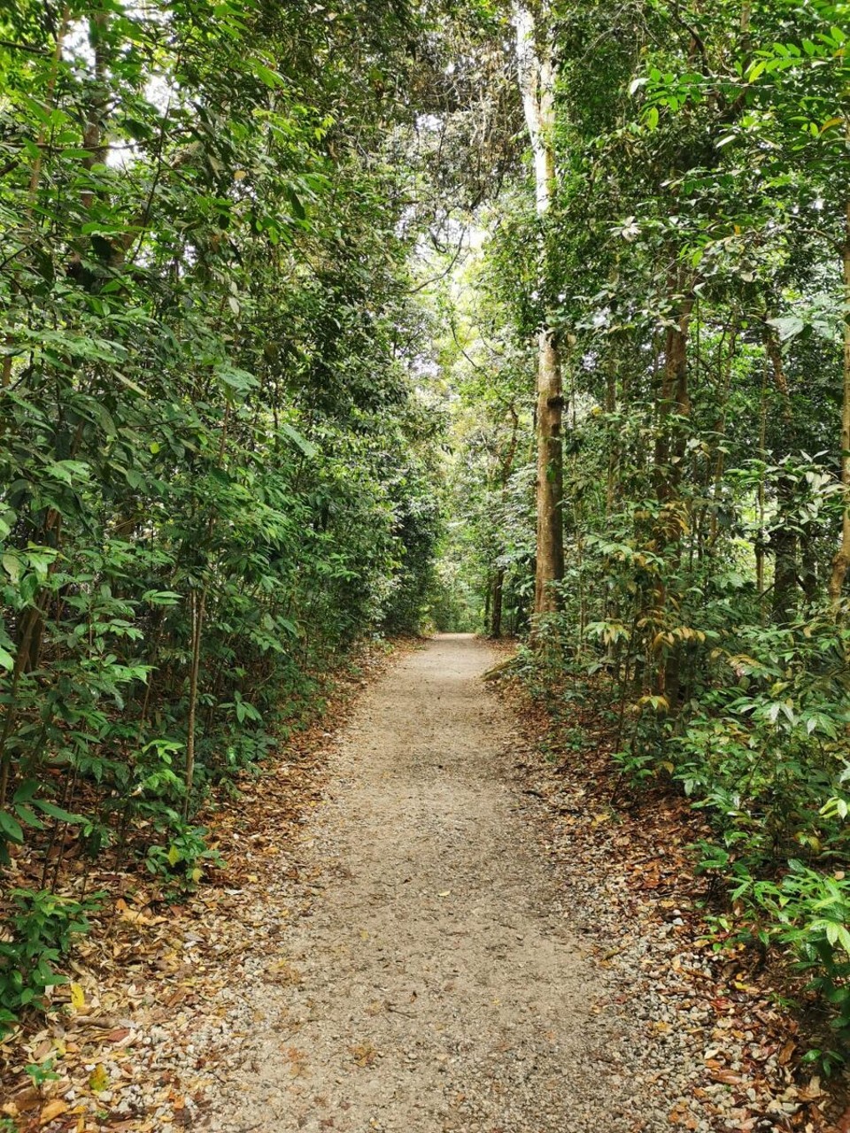 Singapur - Singapur - 