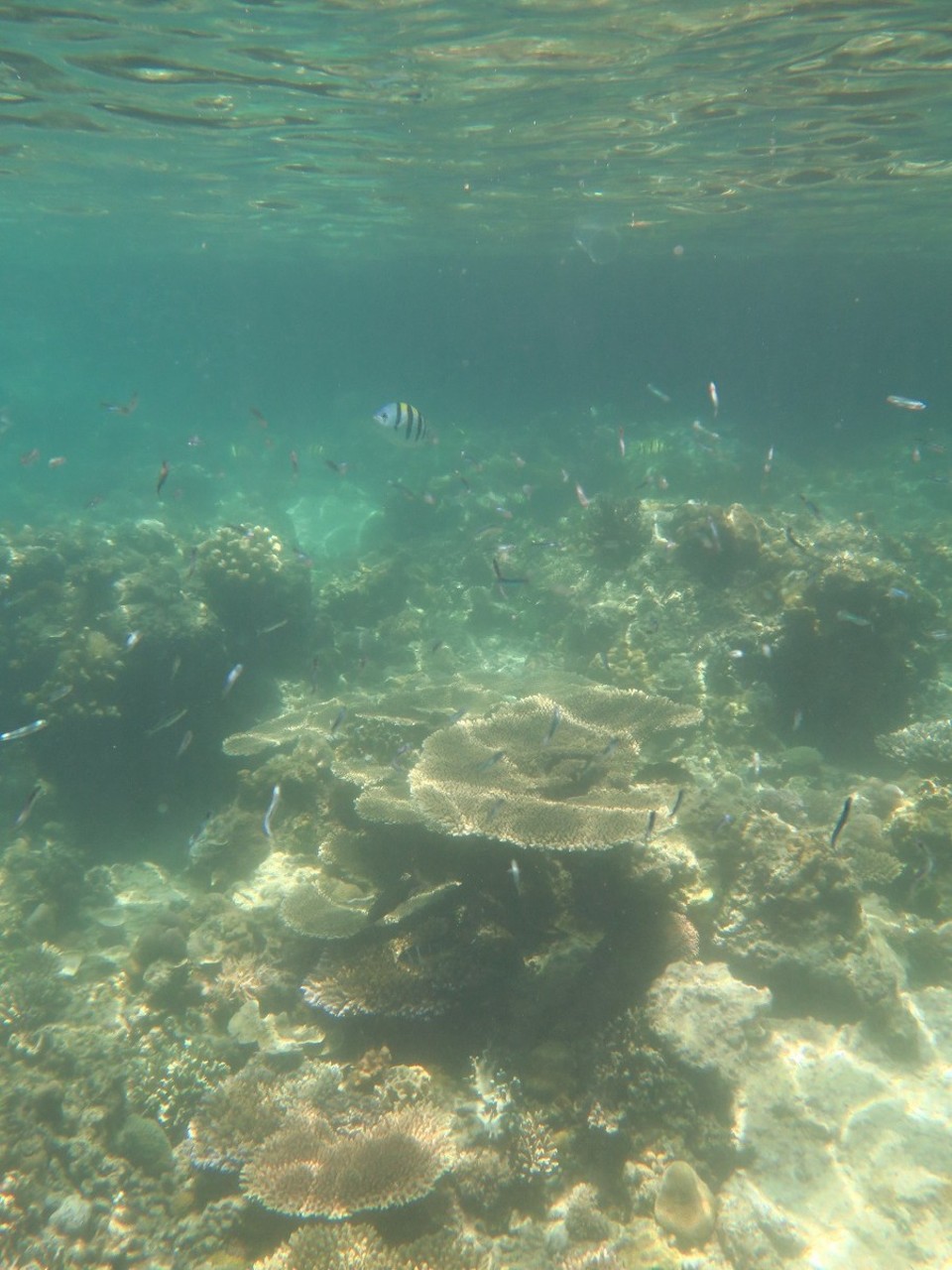 Philippines - El Nido - Quelques coraux