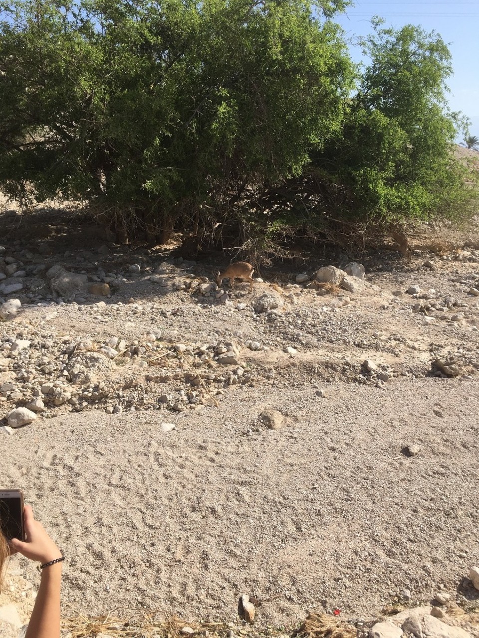 Israel - Ein Gedi - 