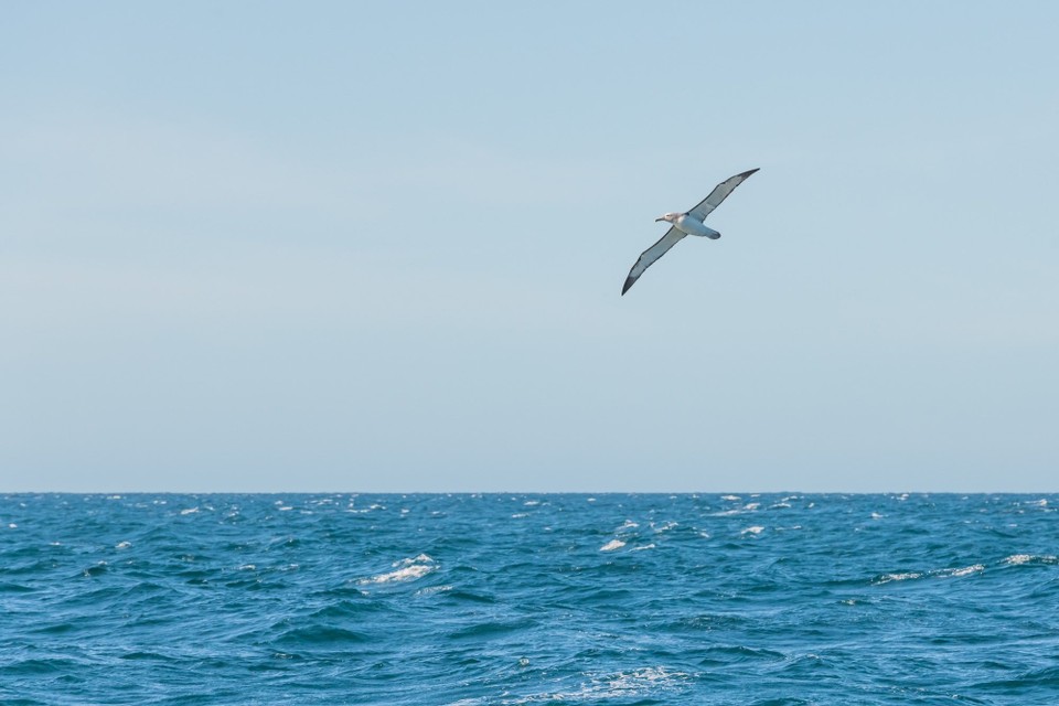 Neuseeland - Kaikoura Central - 
