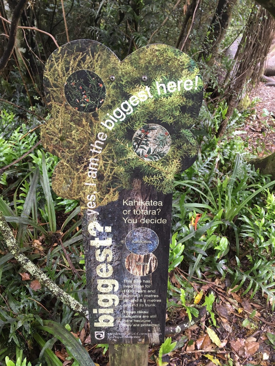 Neuseeland - Peel Forest - 