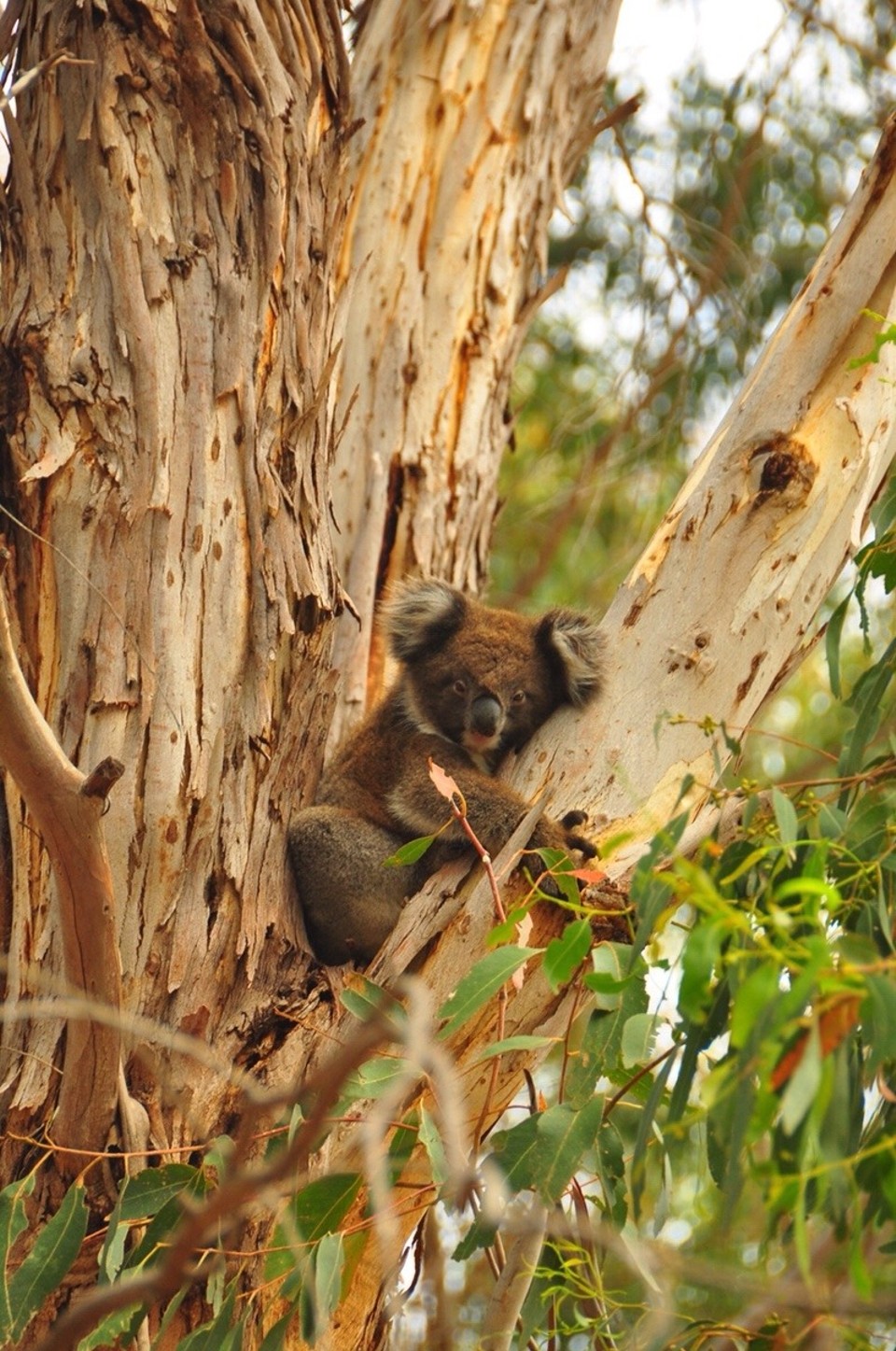 Australien -  - 