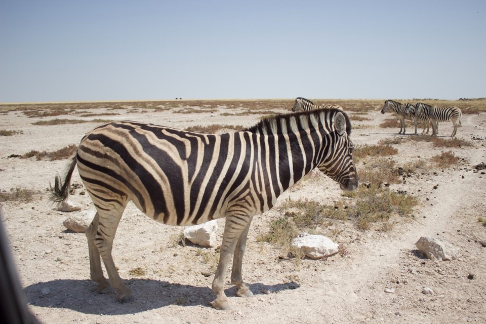 Namibia - Etosha National Park - 