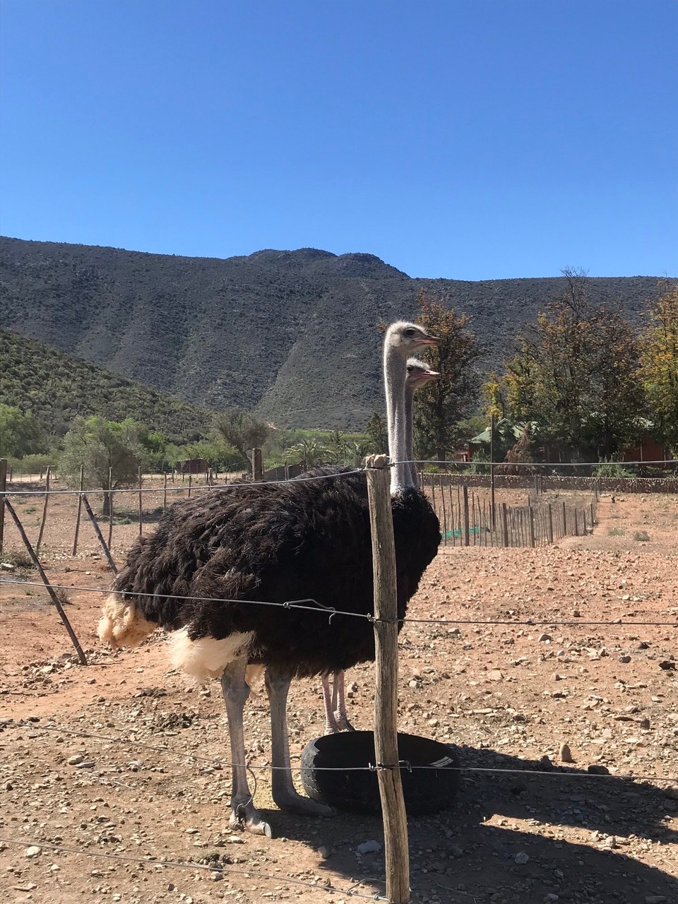 Südafrika - Oudtshoorn - 