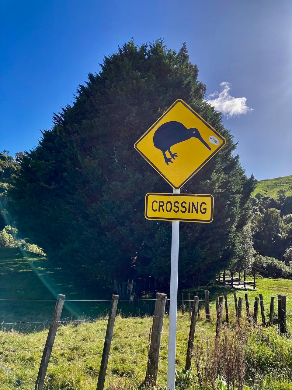 Neuseeland - Napier - Jetzt nur noch einen echten sehen, das wär toll! 🙃