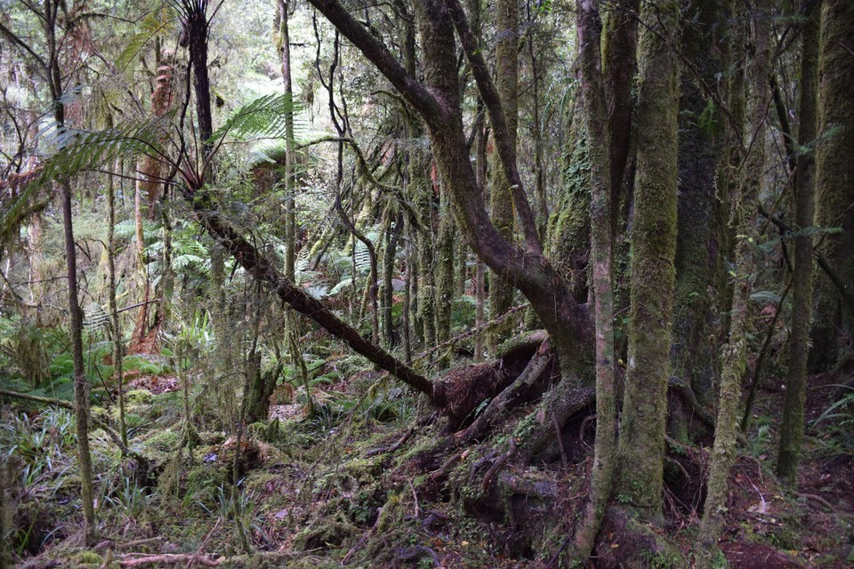 Neuseeland - Lake Matheson - 