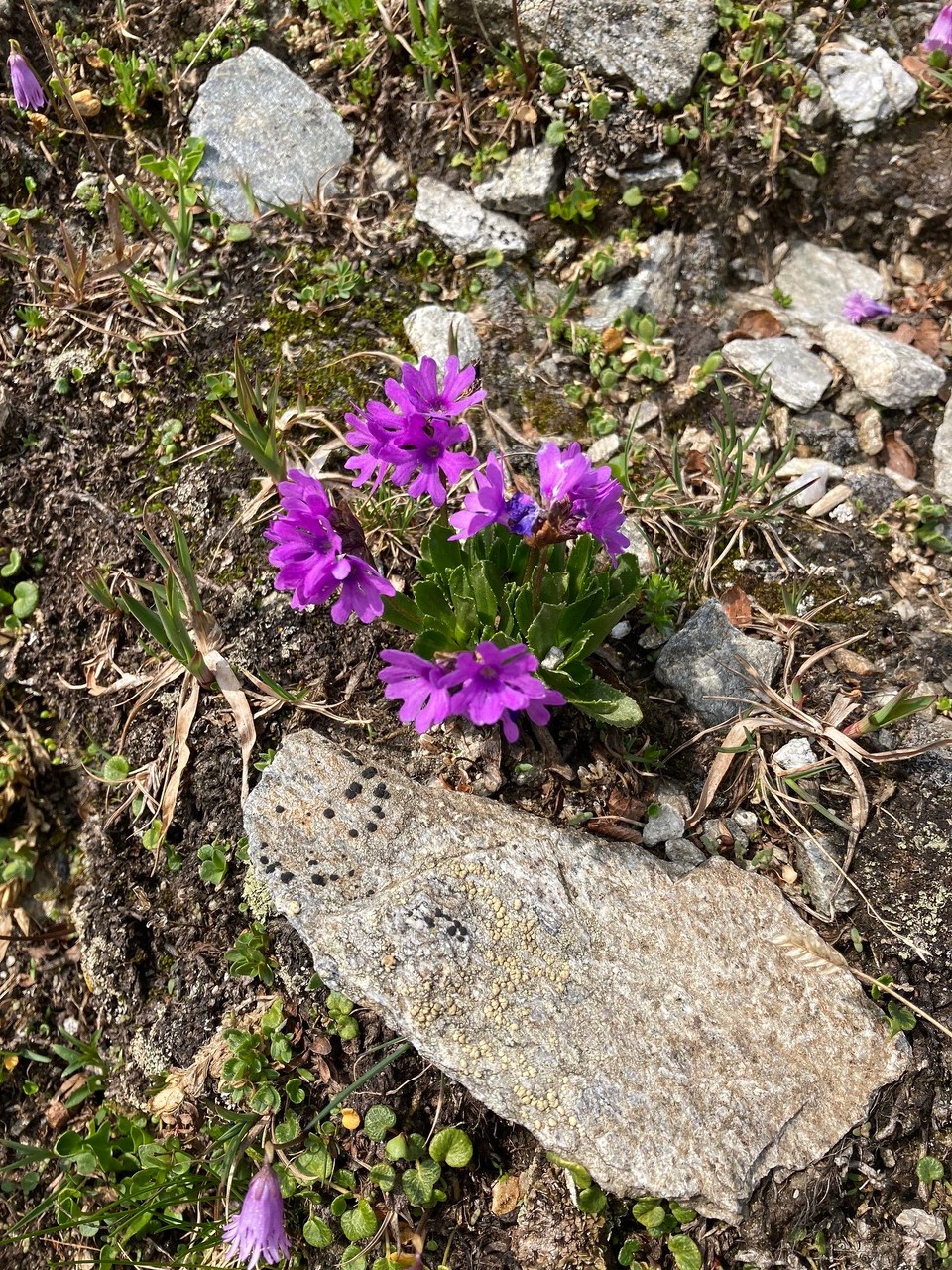 Italien - Rodeneck - Alpenprimel